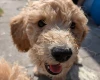 Poochon