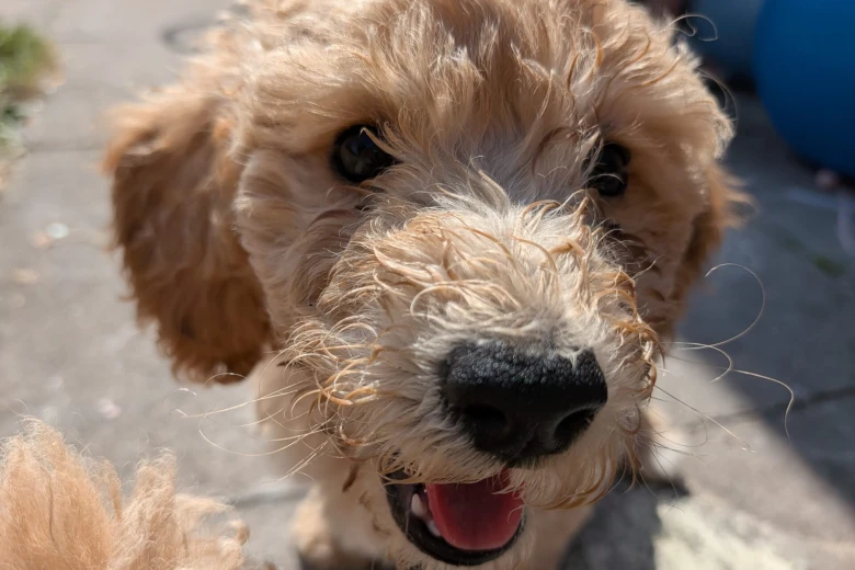 Poochon