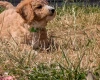 Poochon