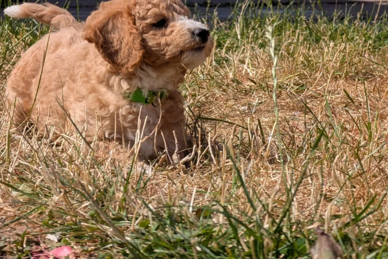 Poochon