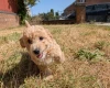 Poochon
