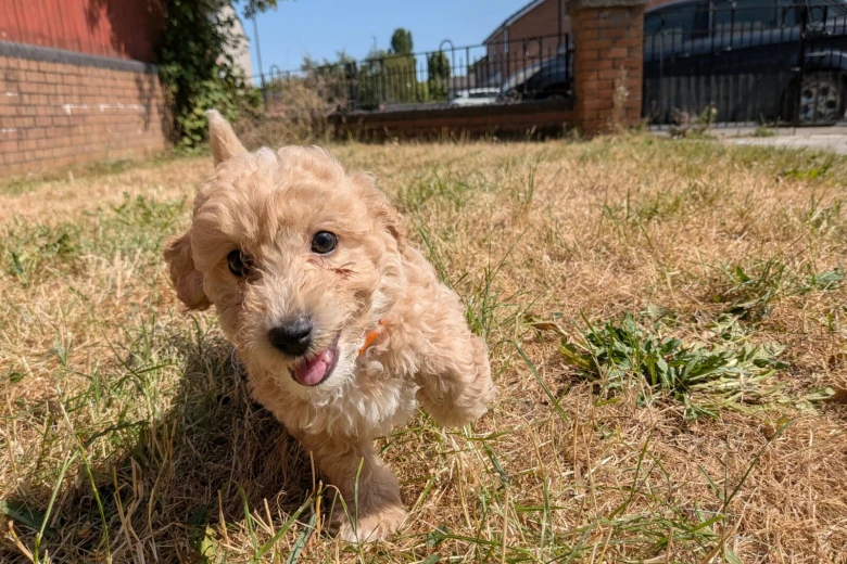 Poochon