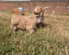 Poochon