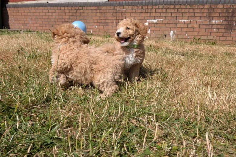 Poochon