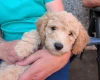 Poochon