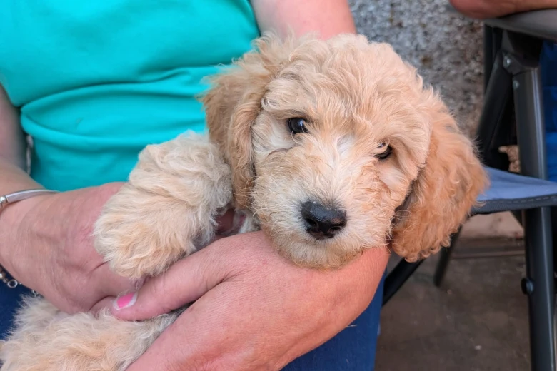 Poochon