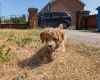 Poochon