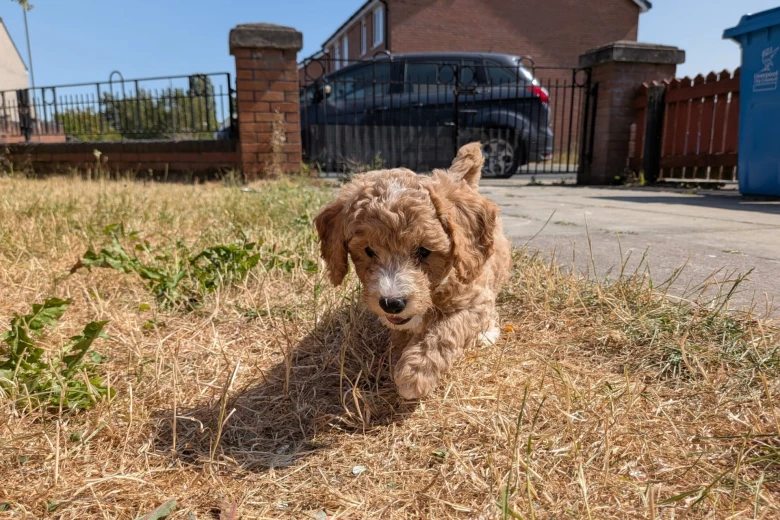 Poochon