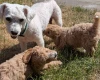 Poochon