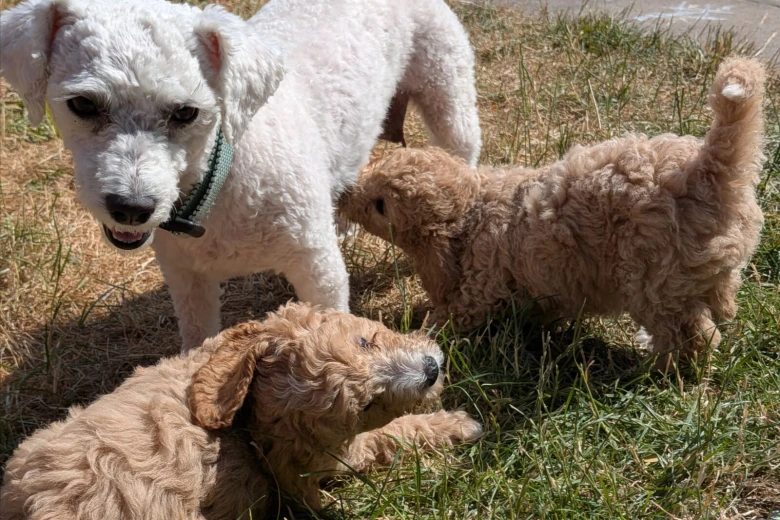 Poochon