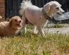Poochon