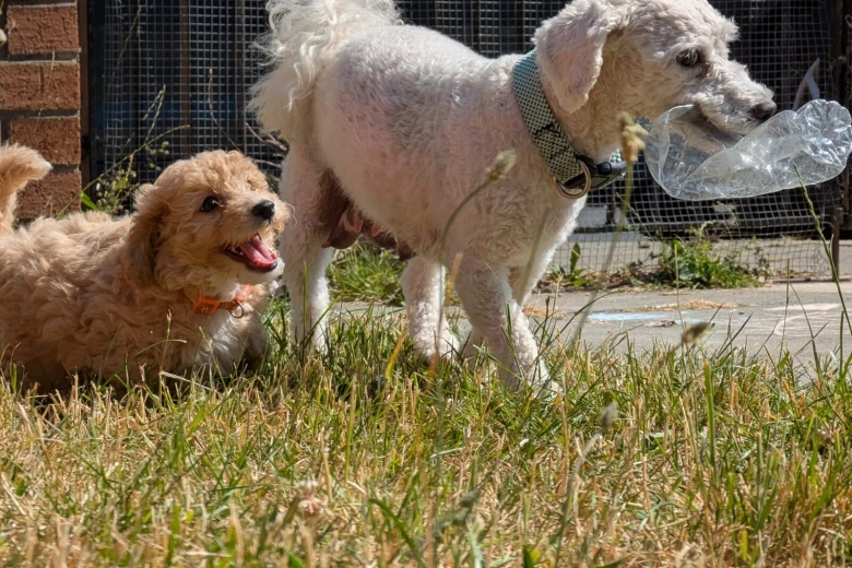 Poochon