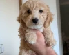 Poochon