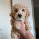 Poochon