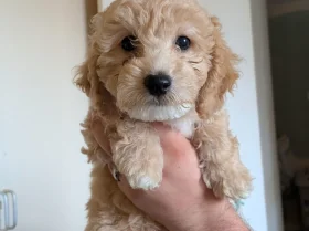 Poochon