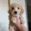 Poochon