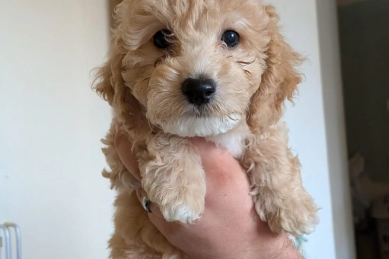 Poochon