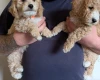 Poochon