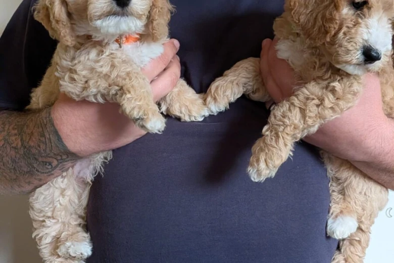 Poochon