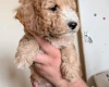 Poochon