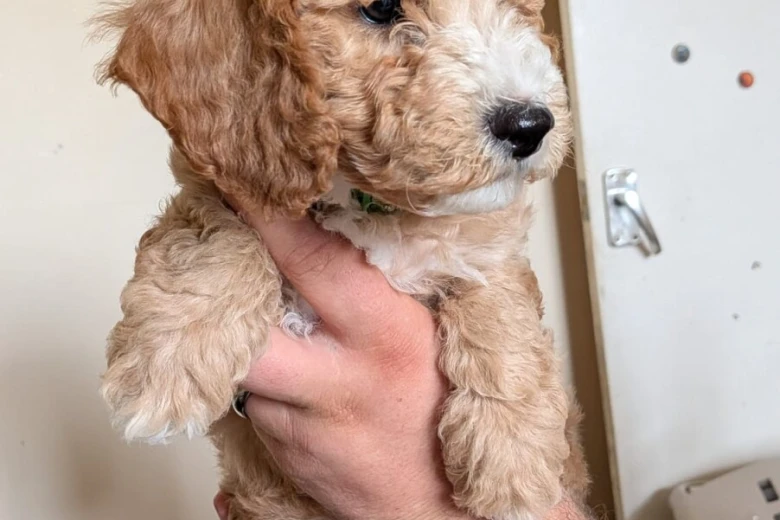 Poochon