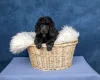 Poodle