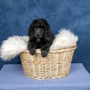 Poodle