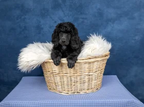 Poodle