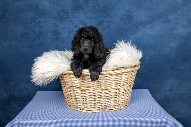 Poodle