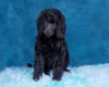 Poodle