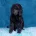 Poodle