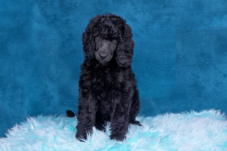 Poodle