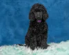 Poodle