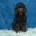 Poodle