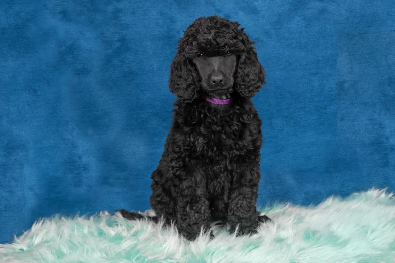 Poodle