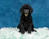 Poodle