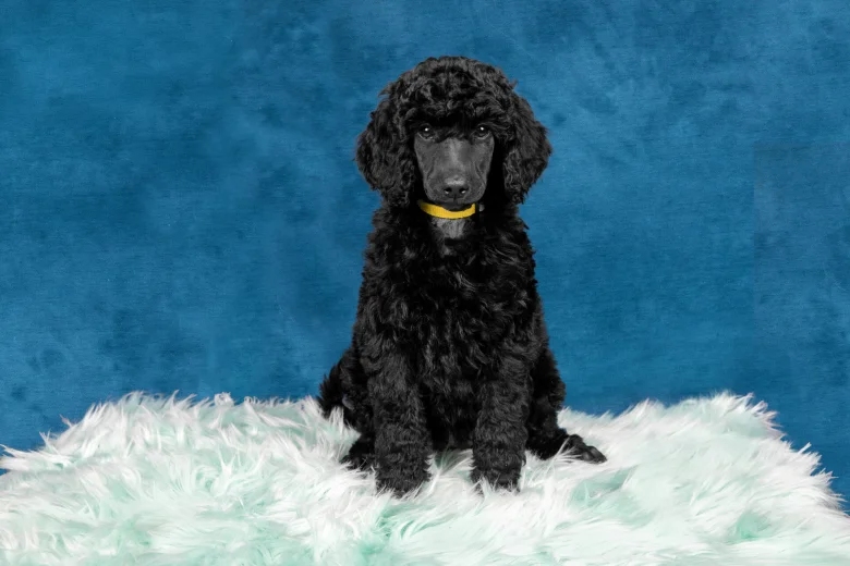 Poodle