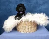 Poodle