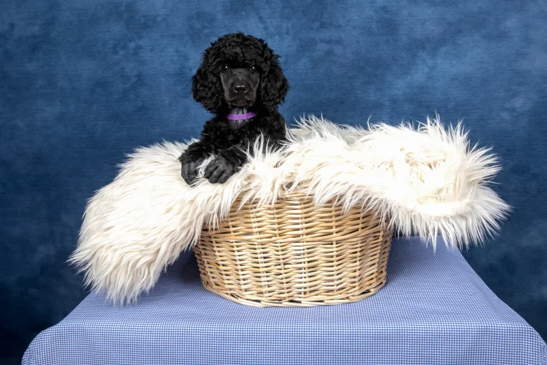 Poodle