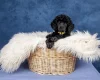 Poodle