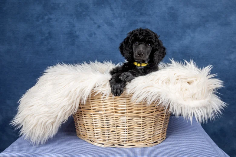 Poodle