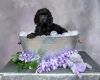 Poodle