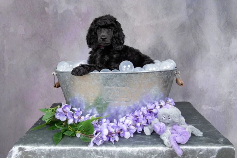 Poodle
