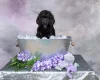 Poodle