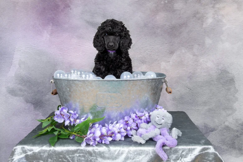 Poodle