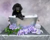 Poodle