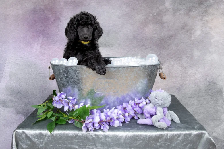 Poodle