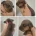 Dachshund (Miniature Smooth Haired)