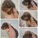 Dachshund (Miniature Smooth Haired)
