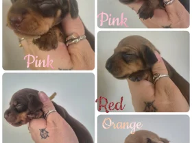 Dachshund (Miniature Smooth Haired)